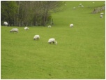 A field with sheep in it.